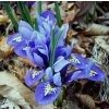 iris reticulata Harmony 2 (2)