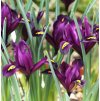 Iris reticulata J.S.Dijt