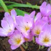 Colchicum Lilac Bedder