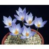 Crocus speciosus CONQUEROR