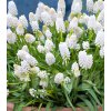 Muscari aucheri WHITE MAGIC