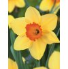 Narcis RED DEVON