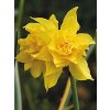 Narcis CAMPERNELLEN DOUBLE