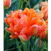 Tulipán Monte Orange