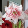 Amaryllis Elvas 21a