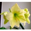 Amaryllis Limona