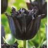 Tulipán FRINGED BLACK