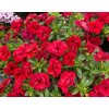 Calibrachoa MF Uno Double Red24 08992 (2)