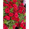 Calibrachoa MF Uno Double Red24 08992 (2)