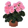 Pelargonium Green Idols Salmon