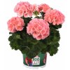 Pelargonium zonale Big EEze SALMON (1)