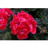 Pelargonium zonale Savannah TEXMEX RUBY (6)