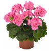 Pelargonium zonale Survivor Idols PINK BATIK (2)