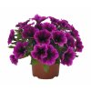 Petnia Sweetunia PURPLE GEM (5)