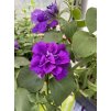Petunia Origami MARINE - plnokvěté petúnie
