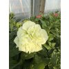 Petunia Origami WHITE - plnokvěté petúnie