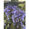 Agapanthus BACK IN BLACK - kalokvět