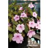 Achimenes PEACH BLOSSOM1