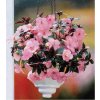 Achimenes PEACH BLOSSOM