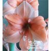 Amaryllis RILONA