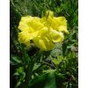 canna Yellow Hubert