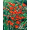 Crocosmia EMBERGLOW