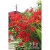 Crocosmia RED KING