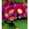 Gloxinia Hollywood