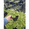 Oxalis triangularis FANNY NAHRNKOVANÝ - šťavel, čtyřlístek