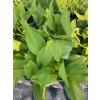 Curcuma WHITE WONDER - kurkuma