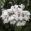 Pelargonium peltatum Cascade SNOW