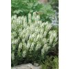 Salvia nemorosa SENSATION COMPACT WHITE