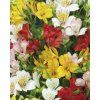 Alstroemeria LIGTU HYBRIDS - boubelka, alstromérie
