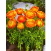 Ranunculus Aviv ORANGERY