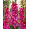 Gladiolus LUMIERRE