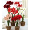 Amaryllis mix