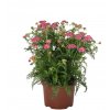 Achillea Skysail Bright Pink (2)