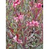 Gaura Passionate Rainbow (3)