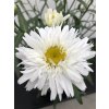 Leucanthemum SWEET DAISY REBECCA (1)