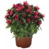 Monarda Pocahontas Red Rose (4)