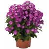 Phlox Flame® Purple Eye (4)