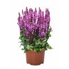 Salvia Royal Magenta (2)