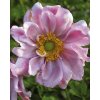 Anemone MONT ROSE