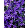 Campanula portenschlagiana Dome Blue