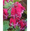 Dicentra RED FOUNTAIN