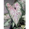 Caladium DOTS DELIGHT - kaládie, andělská křídla NAHRNKOVANÉ