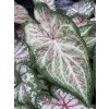 Caladium DOTS DELIGHT - kaládie, andělská křídla NAHRNKOVANÉ