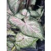 Caladium DOTS DELIGHT - kaládie, andělská křídla NAHRNKOVANÉ