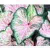 Caladium Dots Delight2