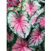 Caladium CHERRY blossom1